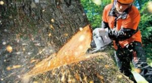 Tree Removal Gold Coast