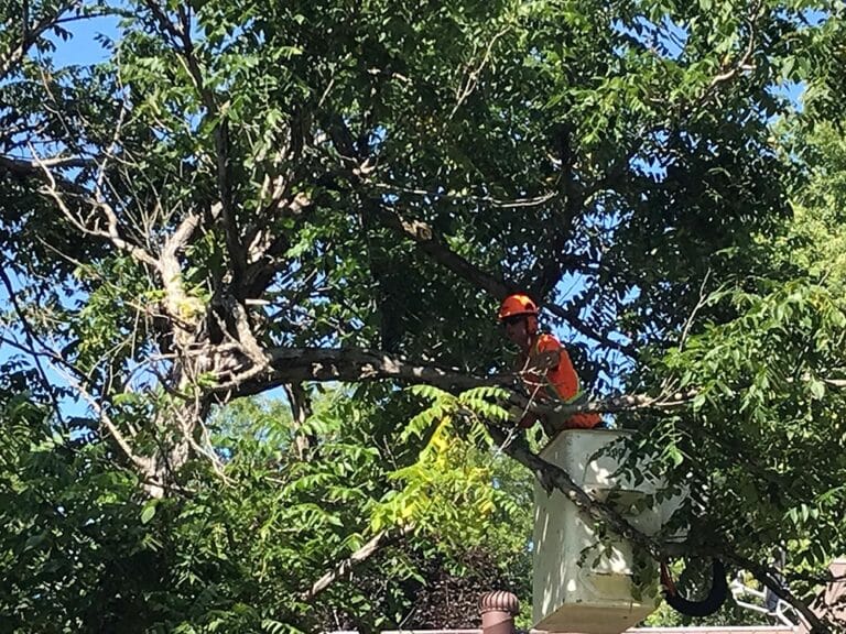 Expert Tree Trimming Services: Ensuring Safety Around Cables and Power ...